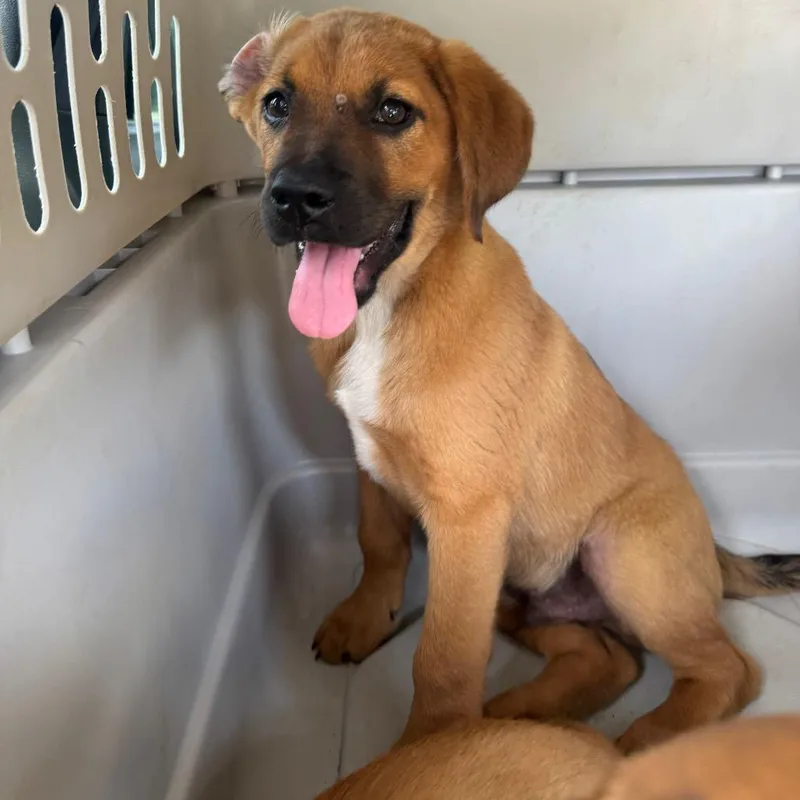 A baby small-sized male Brown / Chocolate Hound dog named Fonzie for adoption in Parrish, AL