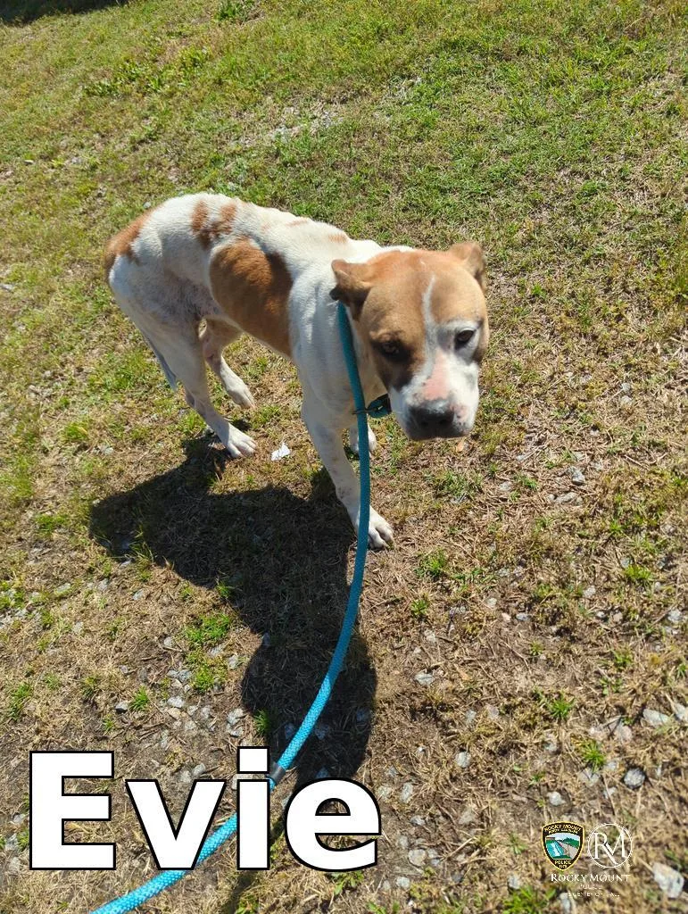 An adult medium-sized female Pit Bull Terrier dog named Evie for adoption in Rocky Mount, NC