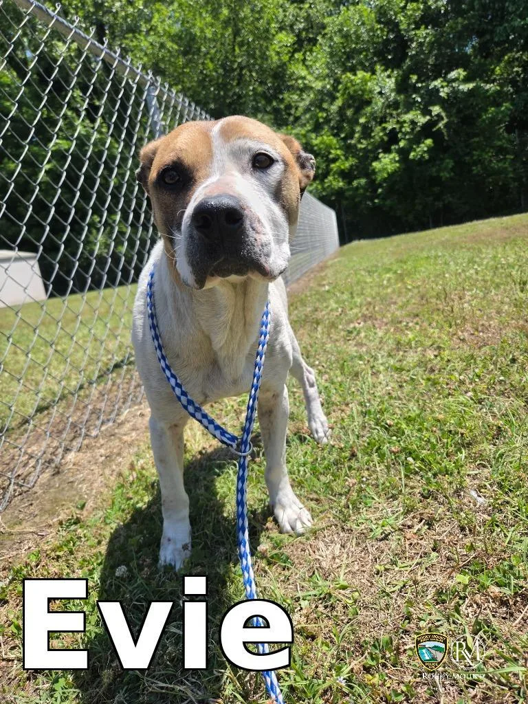 Evie thumbnail 2