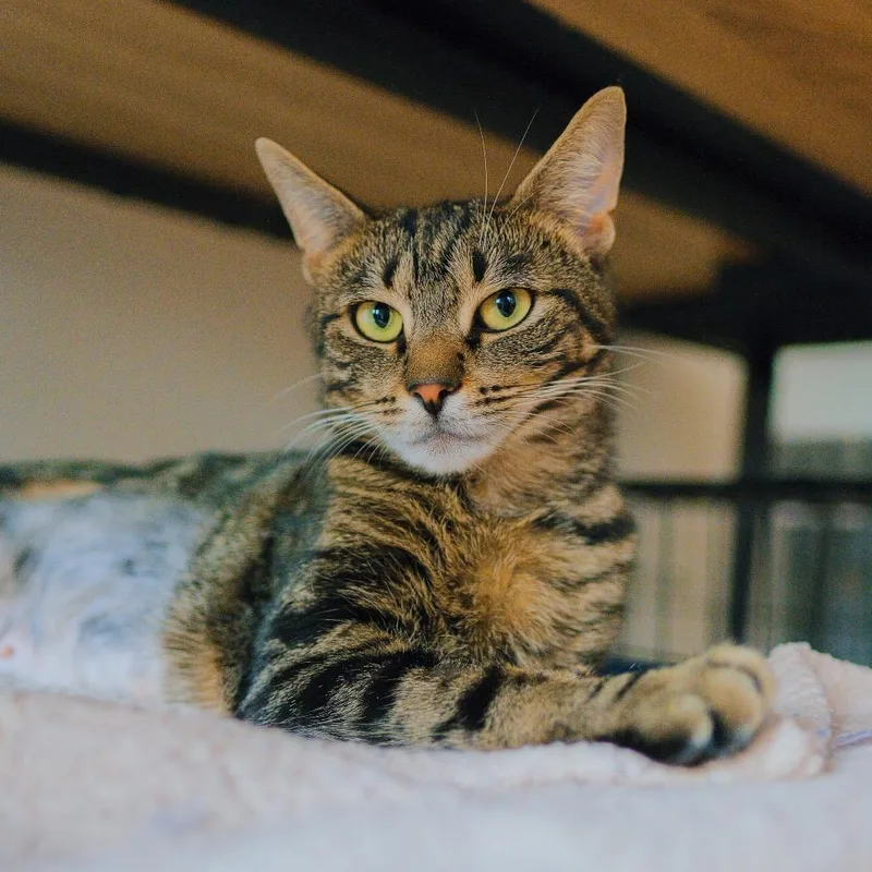 A young small-sized female Brown / Chocolate Domestic Short Hair cat named Sue for adoption in Long Island City, NY