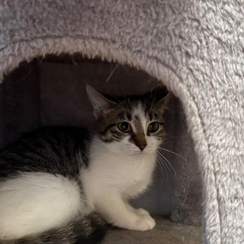 A baby small-sized female Brown / Chocolate Domestic Short Hair cat named Hunteress for adoption in Ballston Spa, NY