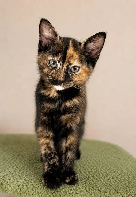 A baby medium-sized female Tortoiseshell Domestic Short Hair cat named Venus for adoption in Battle Creek, MI
