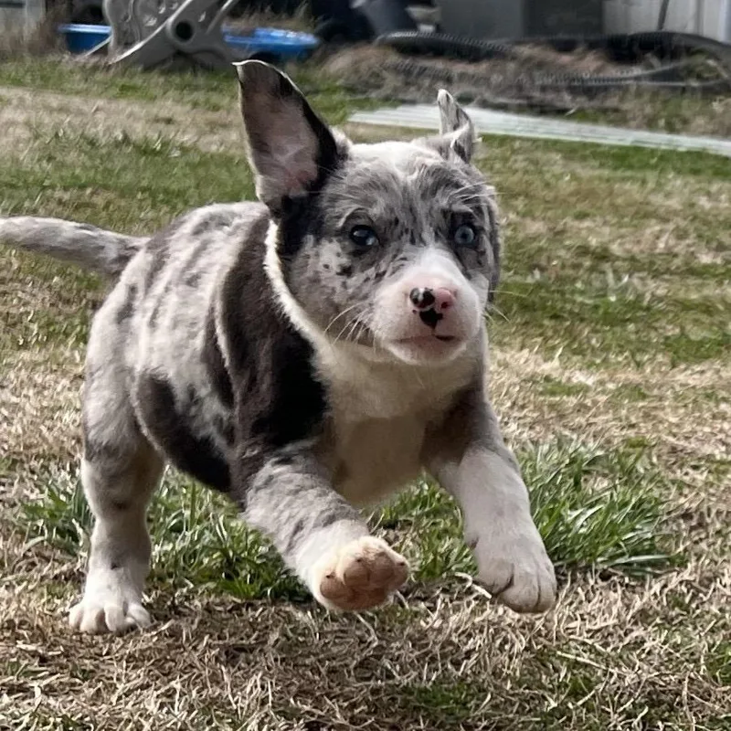 Lucy Gray thumbnail 2