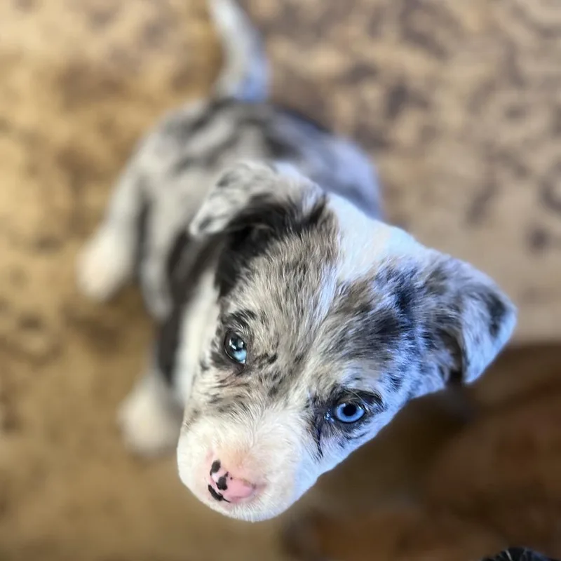 Lucy Gray thumbnail 3