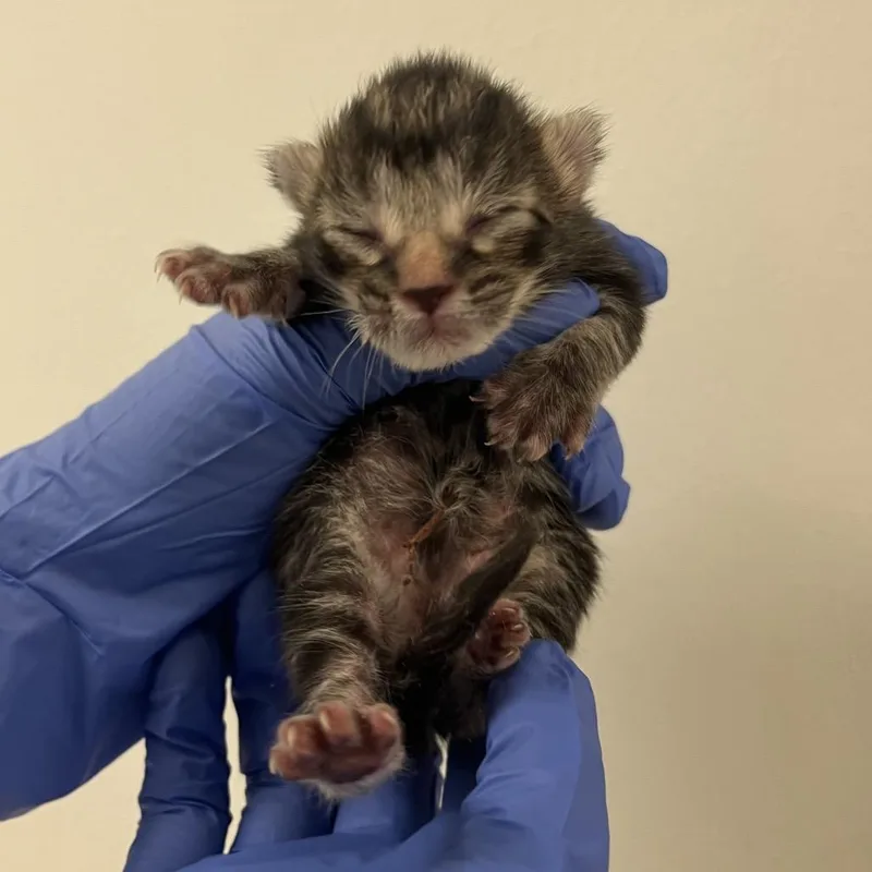 A baby small-sized male Black Domestic Short Hair cat named Mali for adoption in Philadelphia, PA