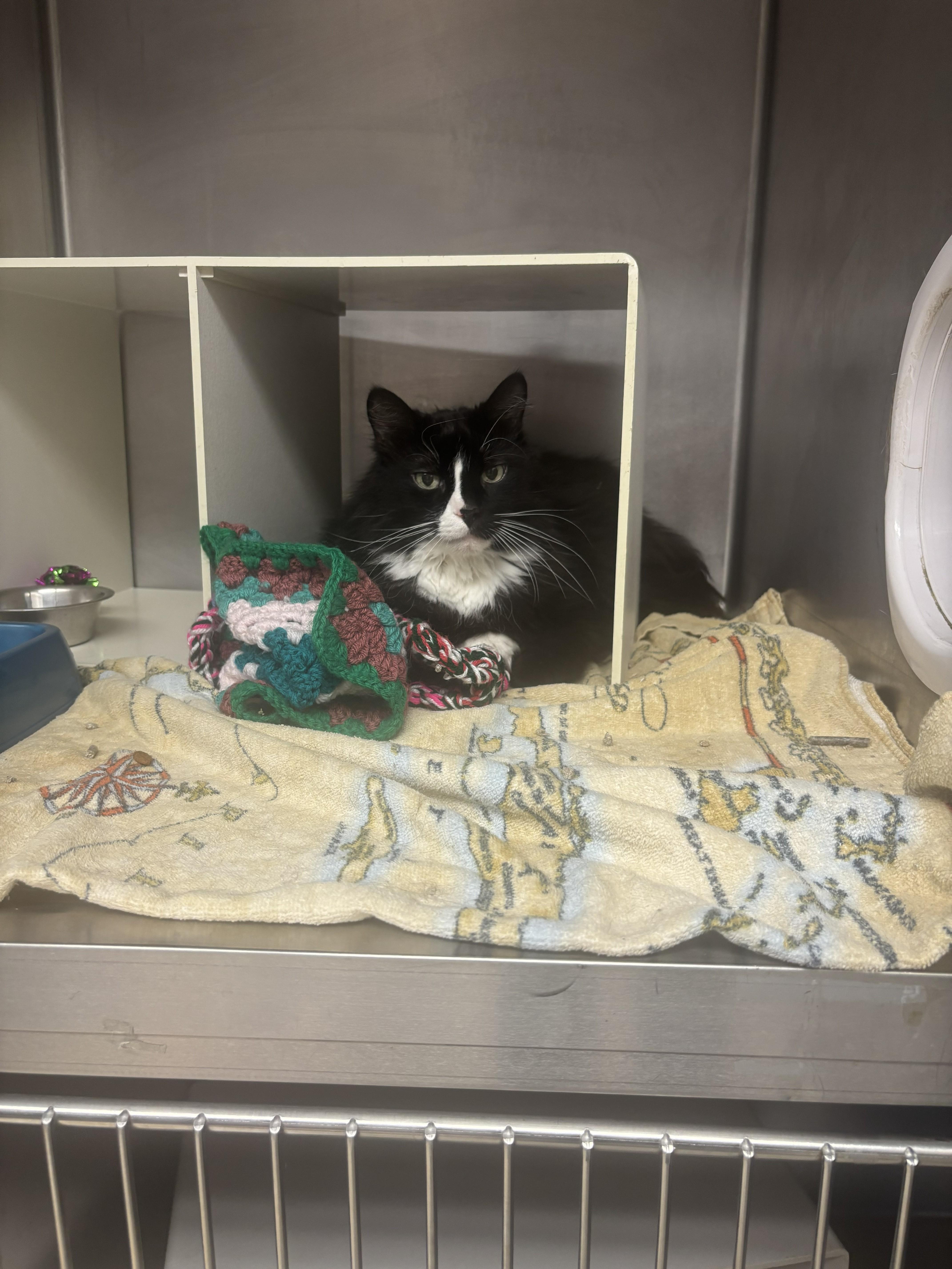 A senior large-sized female Black & White / Tuxedo Domestic Medium Hair cat named Bojangles for adoption in Cranston, RI