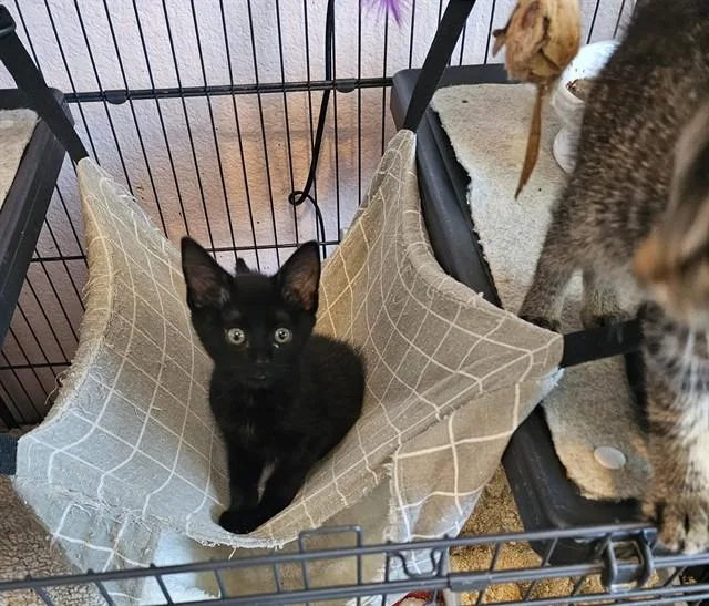 A baby small-sized female Domestic Short Hair cat named Lulu for adoption in Sacramento, CA