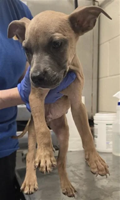 A baby small-sized male Pit Bull Terrier dog named Moby for adoption in Fayetteville, NC