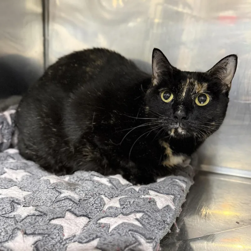 An adult large-sized female Smoke Domestic Short Hair cat named Nutmeg for adoption in Bridgeville, PA