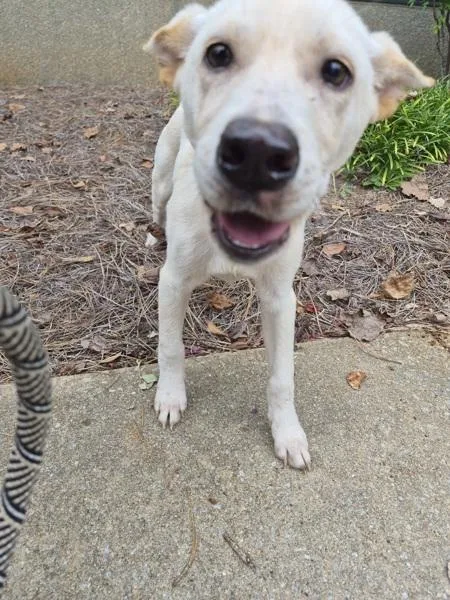 A baby small-sized male Labrador Retriever dog named Pen for adoption in Lawrenceville, GA