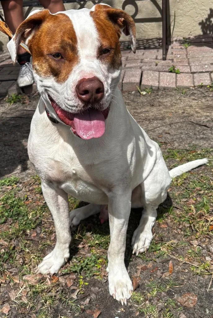 A young large-sized male Mixed Breed dog named Tucson for adoption in Ocala, FL