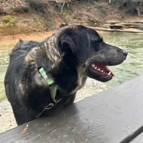 An adult medium-sized male Black Mixed Breed dog named Nigel for adoption in Bentonville, AR