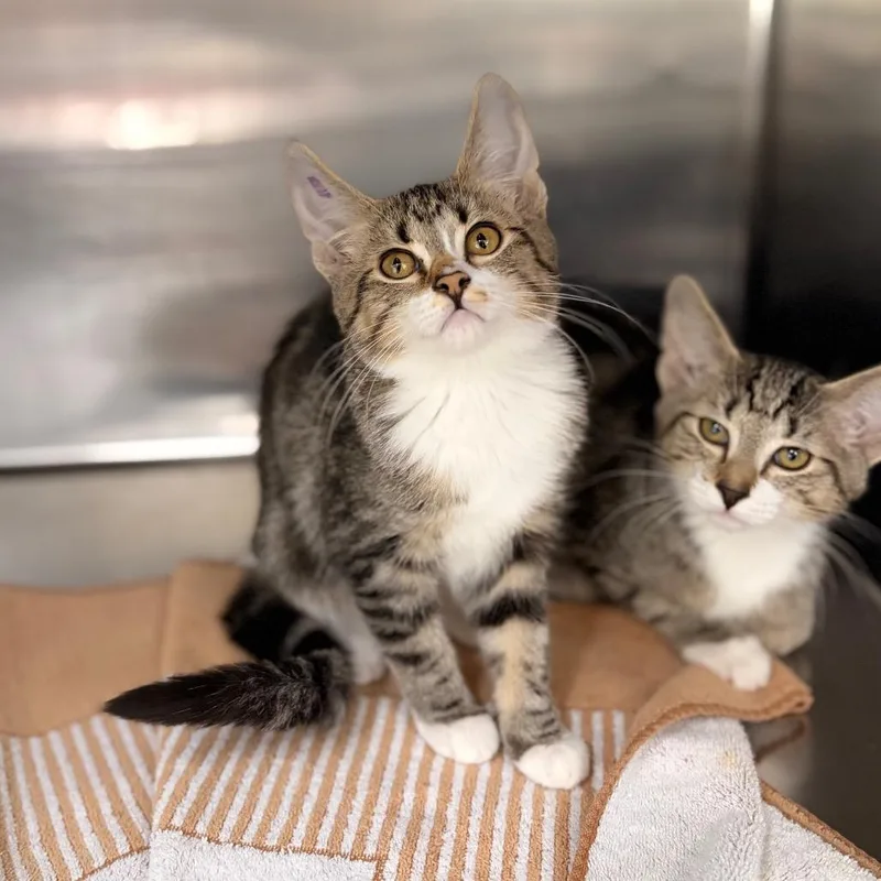 A baby small-sized female Brown / Chocolate Domestic Short Hair cat named Louise for adoption in Spokane, WA