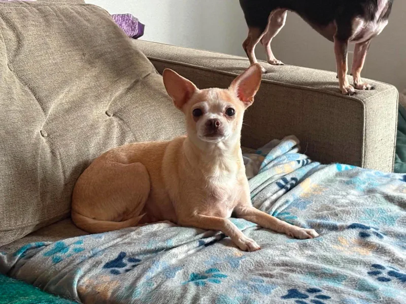 A senior small-sized female Chihuahua dog named Bella for adoption in Visalia, CA