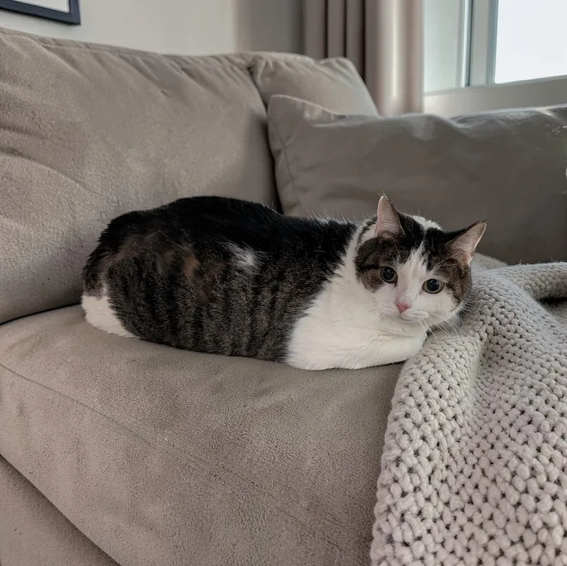 A senior large-sized male Tabby (Brown / Chocolate) Domestic Short Hair cat named Silas for adoption in Chuckey, TN