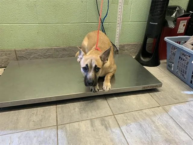 A young medium-sized female German Shepherd Dog dog named Fendi for adoption in Grand Prairie, TX