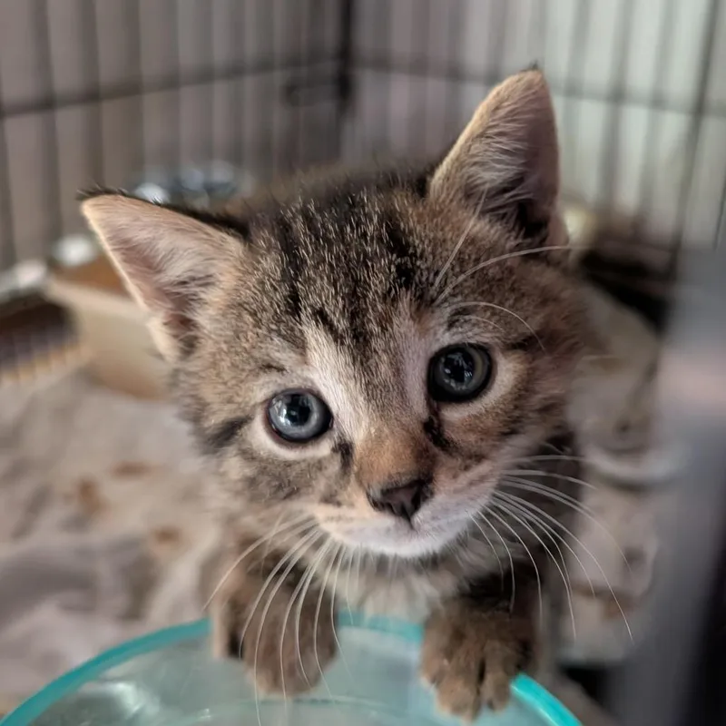 A baby small-sized female Brown / Chocolate Domestic Short Hair cat named Hope for adoption in Bel Air, MD