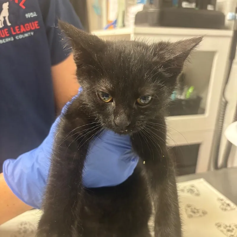 A baby small-sized female Black Domestic Short Hair cat named Espresso for adoption in Birdsboro, PA