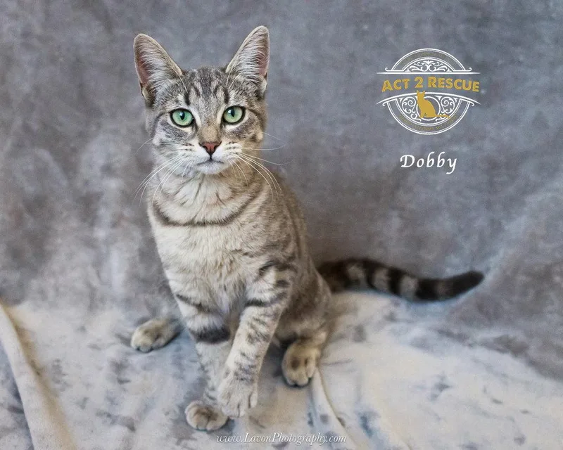 A young medium-sized female Domestic Short Hair cat named Dobby for adoption in Riverside, CA