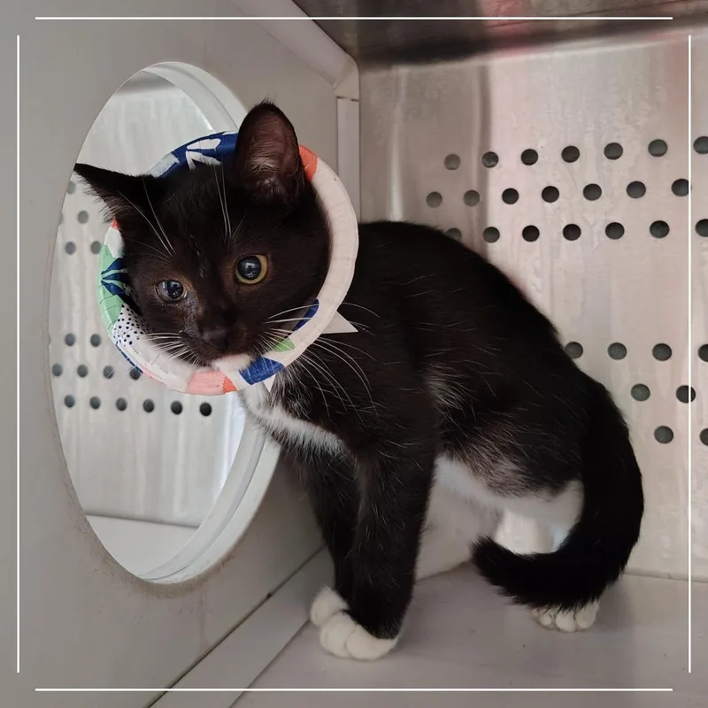 A baby small-sized male Domestic Short Hair cat named Snowfall for adoption in Dearborn, MI
