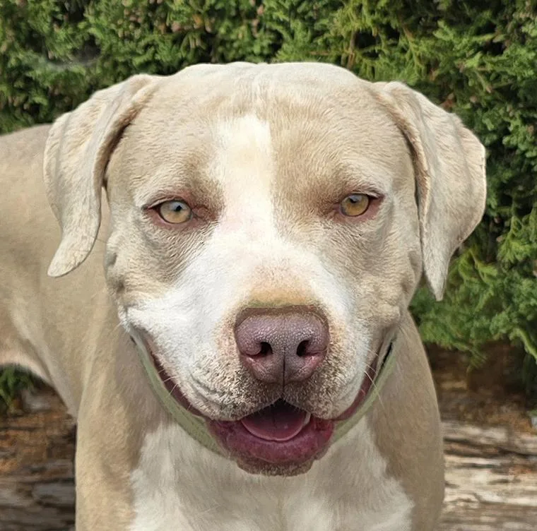 Sublime Mr Shakespeare ~ thumbnail 2