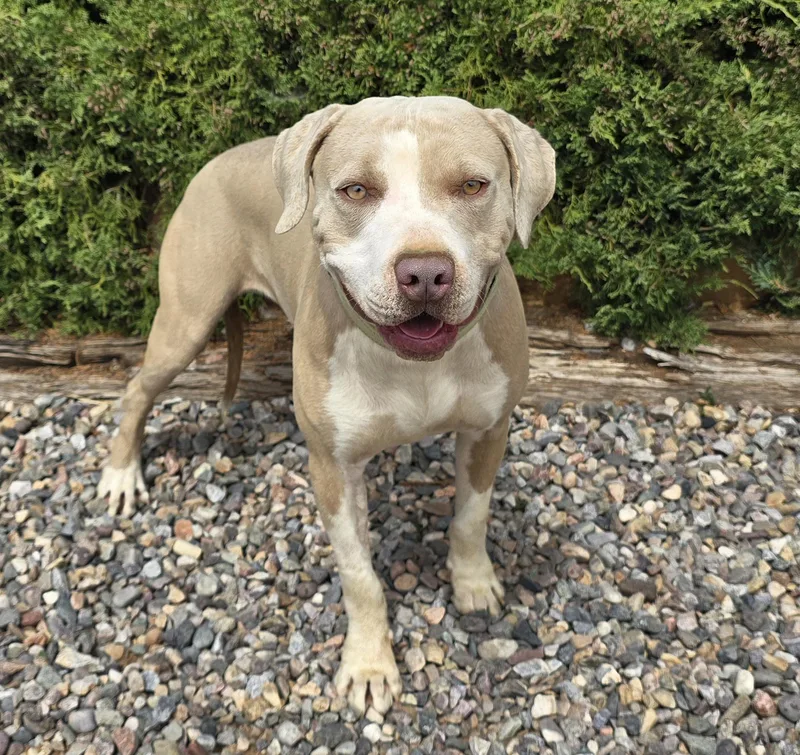 A young medium-sized male Yellow / Tan / Blond / Fawn American Staffordshire Terrier dog named Sublime Mr Shakespeare ~ for adoption in Albuquerque, NM