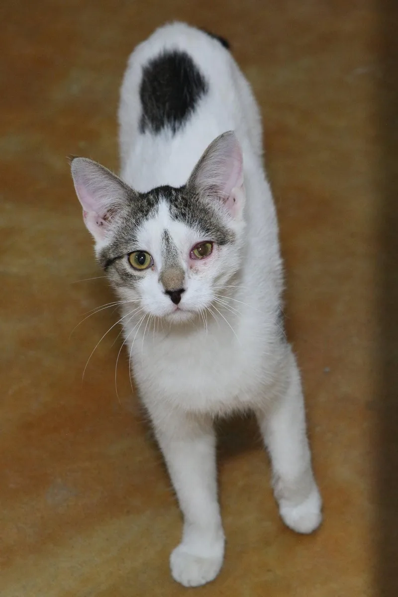 Sherlock thumbnail 2