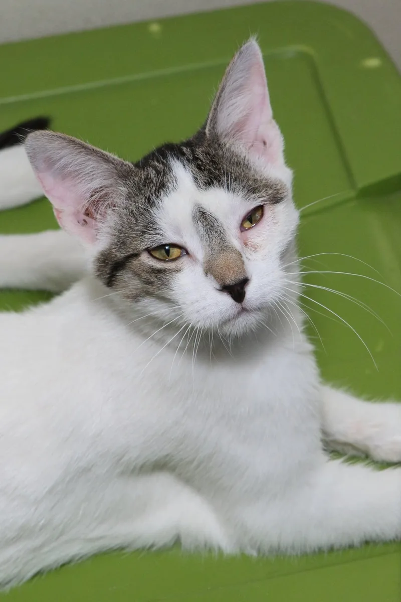 Sherlock thumbnail 3