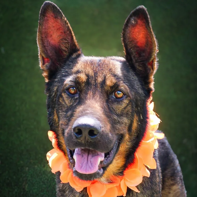 An adult large-sized male Black Shepherd dog named Andy for adoption in Lake Jackson, TX