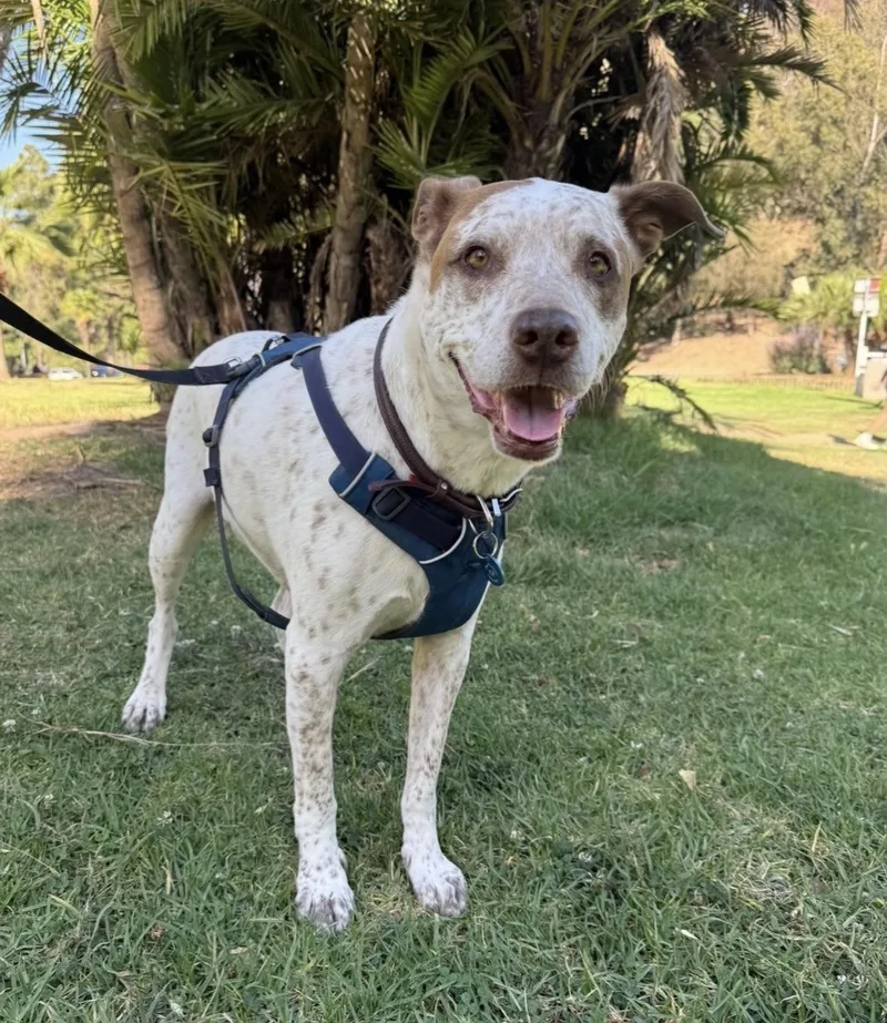 A senior medium-sized male Brittany Spaniel dog named Sebastian for adoption in Pasadena, CA