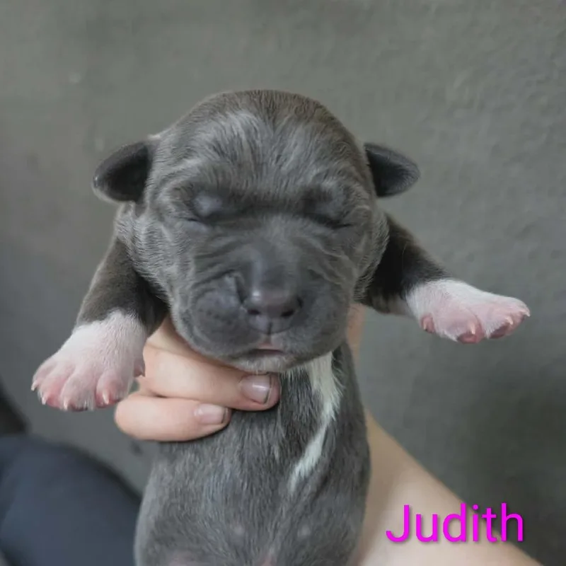 A baby small-sized female Gray / Blue / Silver Mixed Breed dog named Judith for adoption in Melbourne, KY