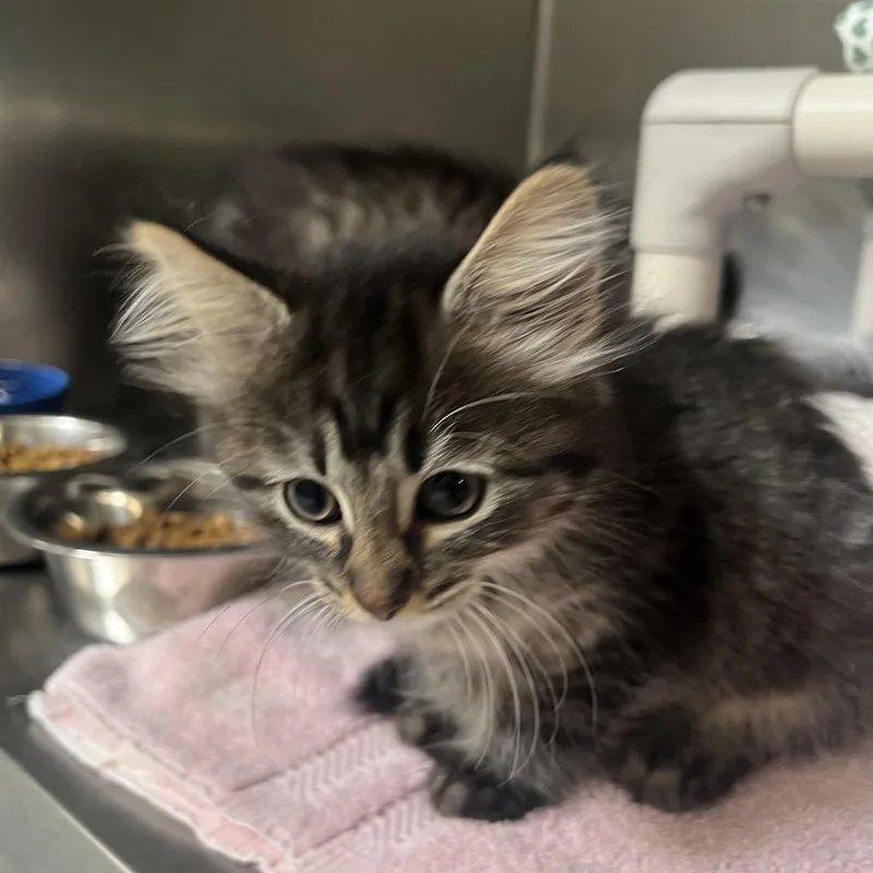 A baby small-sized female Brown / Chocolate Domestic Short Hair cat named Raspberry for adoption in Mentor, OH
