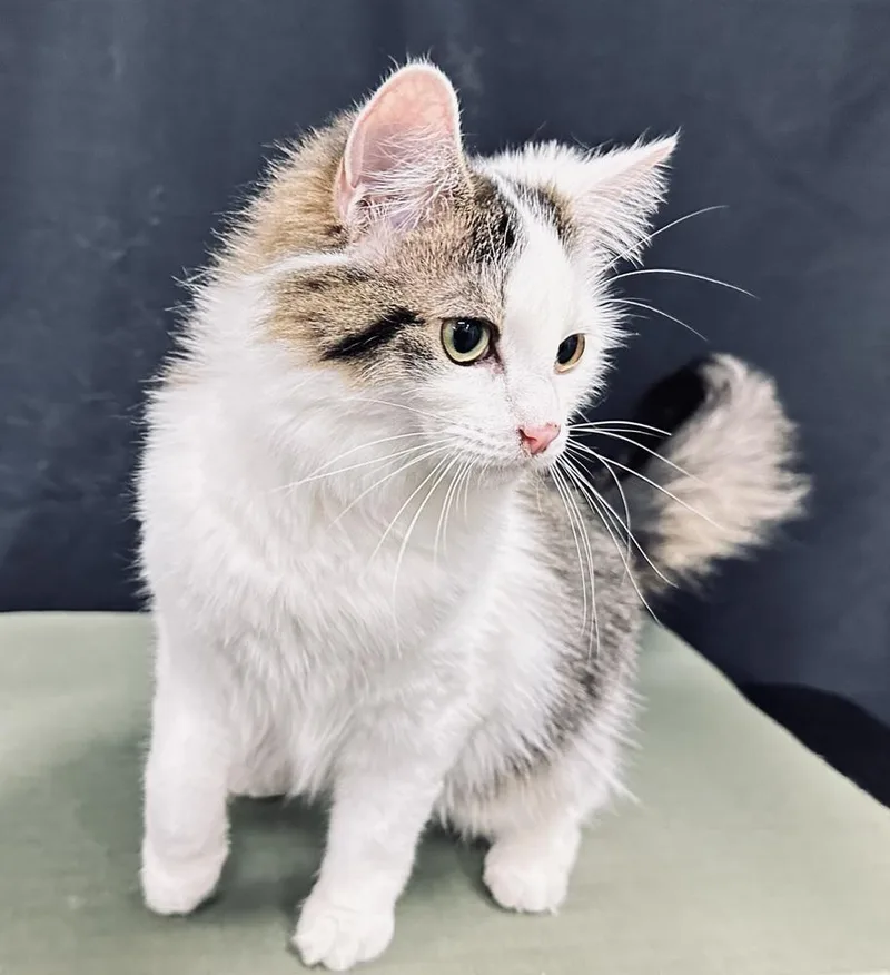 Penelope thumbnail 2