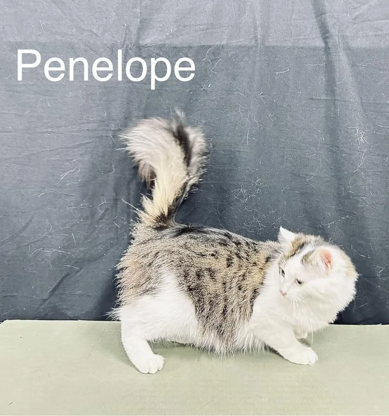 Penelope thumbnail 3