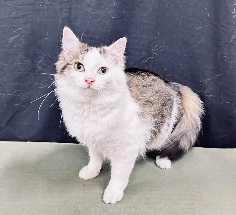 Penelope thumbnail 4