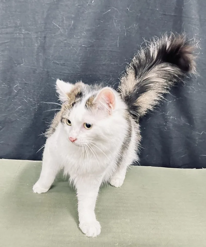 Penelope thumbnail 5