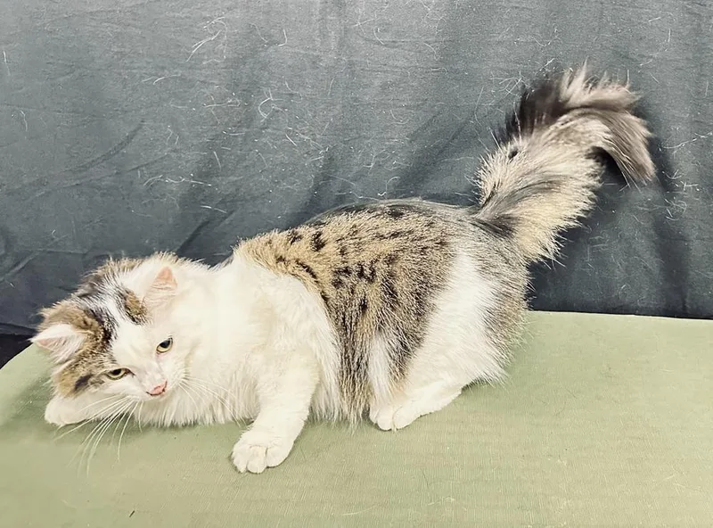 Penelope thumbnail 6