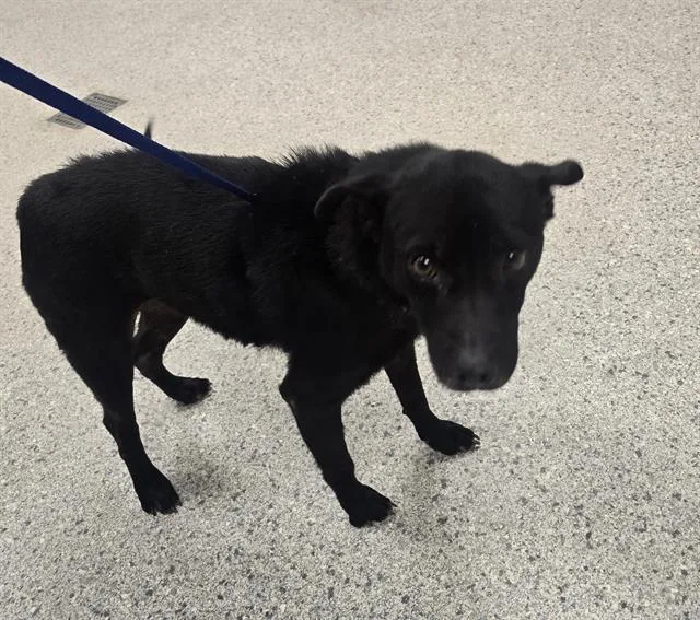 An adult small-sized female Rat Terrier dog named Delilah for adoption in Conroe, TX