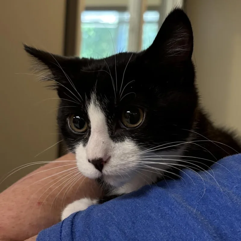 A baby small-sized male Black Domestic Short Hair cat named Pepe for adoption in Wilmington, DE
