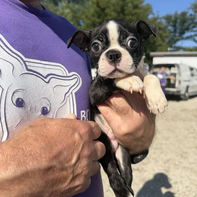 A baby small-sized male Black Boston Terrier dog named Miami for adoption in Northbrook, IL