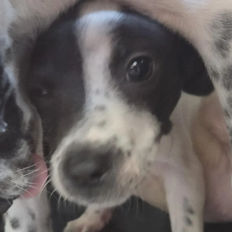 A baby small-sized female White / Cream Mixed Breed dog named Windy for adoption in Leander, TX
