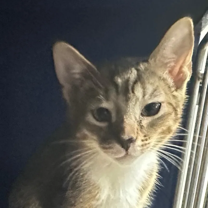 A baby small-sized male Brown / Chocolate Domestic Short Hair cat named Greggor for adoption in Los Angeles, CA