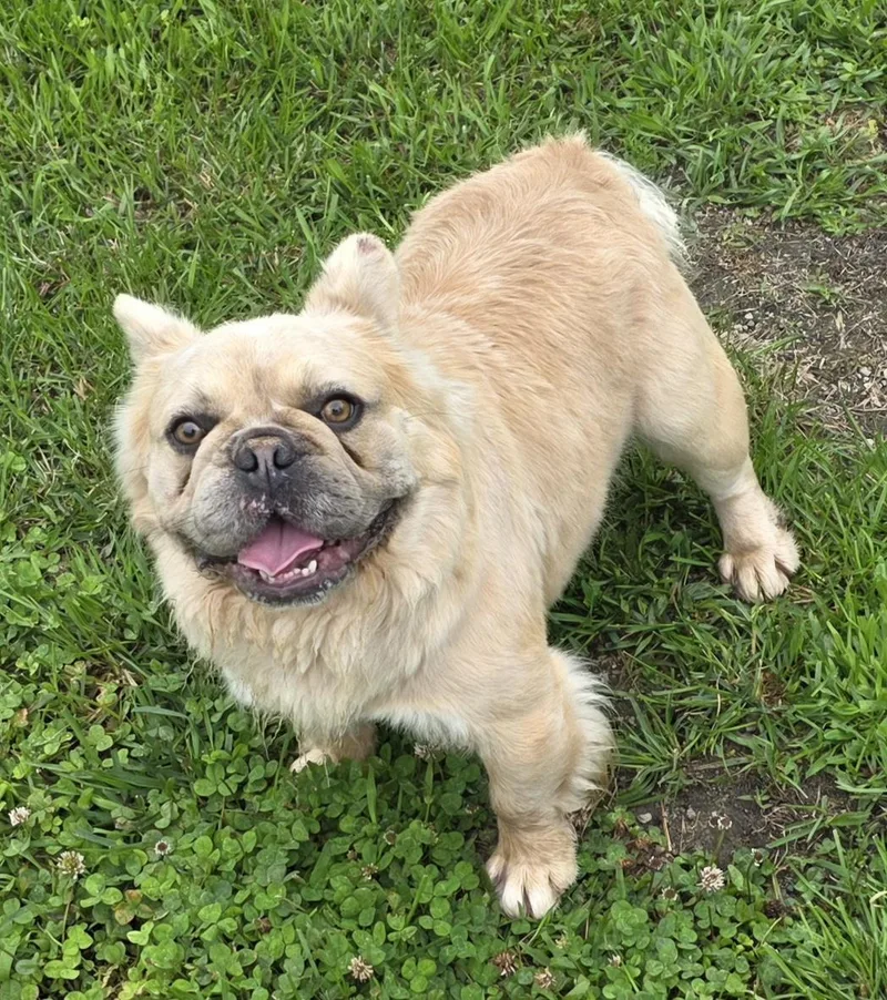 A young medium-sized male Yellow / Tan / Blond / Fawn French Bulldog dog named Liono for adoption in Momence, IL