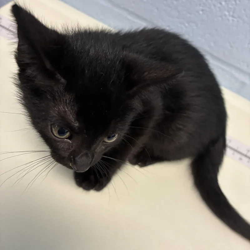 A baby small-sized male Black Domestic Short Hair cat named Play In Traffic for adoption in Carencro, LA
