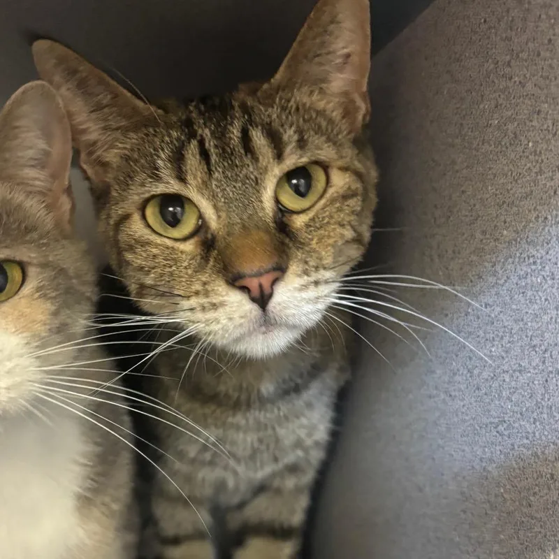 An adult small-sized female Black Domestic Short Hair cat named May for adoption in Marshalltown, IA