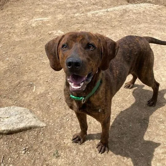 A young medium-sized male Brindle Hound dog named Miles for adoption in Lewisburg, WV