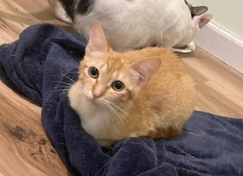 A young small-sized female Orange & White Domestic Short Hair cat named Halo for adoption in Bossier City, LA
