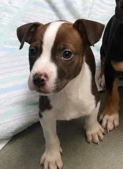 A young large-sized female Mixed Breed dog named June for adoption in Beatrice, NE