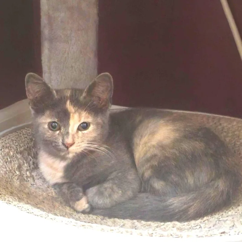A baby medium-sized female Dilute Calico Domestic Short Hair cat named Patches for adoption in Wayne, NJ