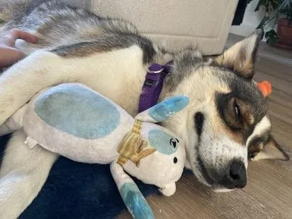 An adult medium-sized male Husky dog named Skittles for adoption in Seattle, WA